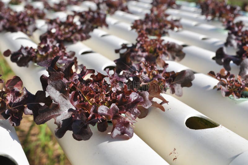 Hydroponics vegetable stock image. Image of lettuce, climate 29361419