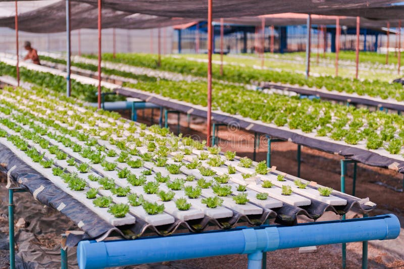 Hydroponics vegetable farm.