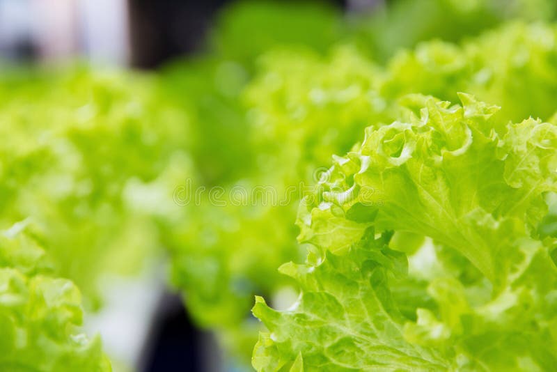 Hydroponics vegetable farm