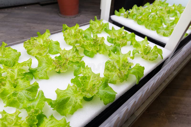Hydroponics vegetable farm royalty free stock images Hydroponics vegetable farm royalty free stock images