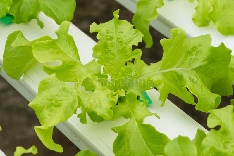 Hydroponics Vegetable in Farm, Lettuce Stock Image Image of
