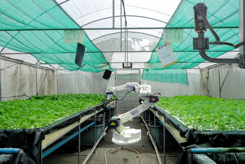 Hydroponics φυτικός κήπος στο έξυπνο θερμοκήπιο, έξυπνη καλλιέργεια στοκ φωτογραφίες Hydroponics φυτικός κήπος στο έξυπνο θερμοκήπιο, έξυπνη καλλιέργεια στοκ φωτογραφίες