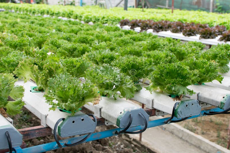 Hydroponics καλλιέργειας πράσινο λαχανικό στο αγρόκτημα στοκ εικόνα με δικαίωμα ελεύθερης χρήσης Hydroponics καλλιέργειας πράσινο λαχανικό στο αγρόκτημα στοκ εικόνα με δικαίωμα ελεύθερης χρήσης