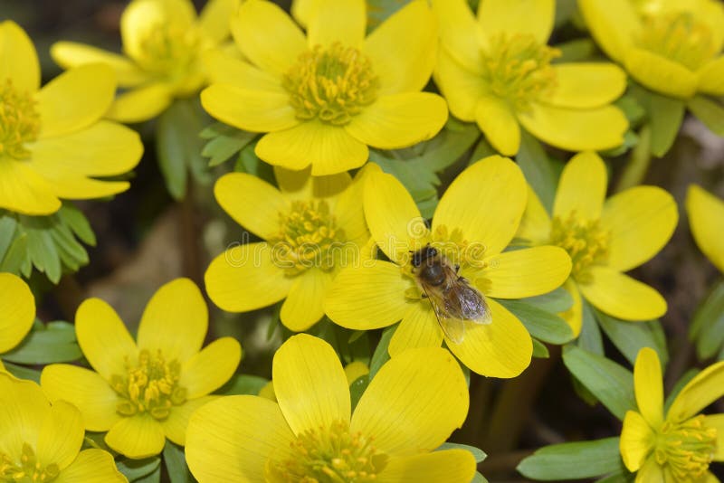 Hyemalis del Eranthis imagen de archivo. Imagen de primer 87864497
