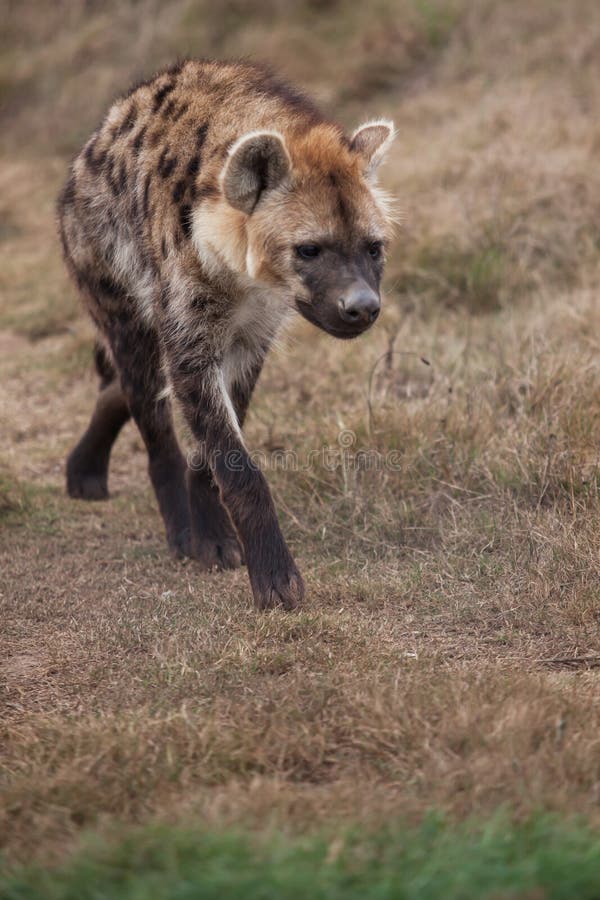 Hyena