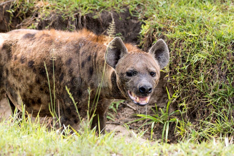 Hyena in de Afrikaanse savanne royalty-vrije stock afbeelding Hyena in de Afrikaanse savanne royalty-vrije stock afbeelding