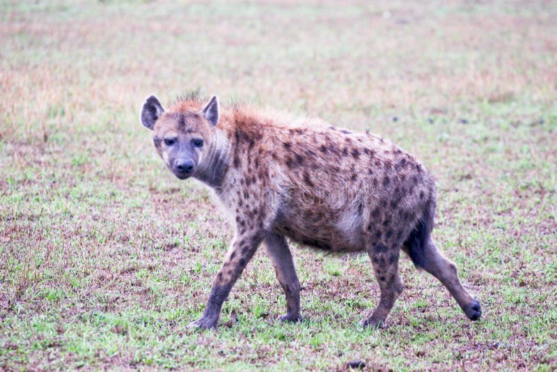 Hyena hunting