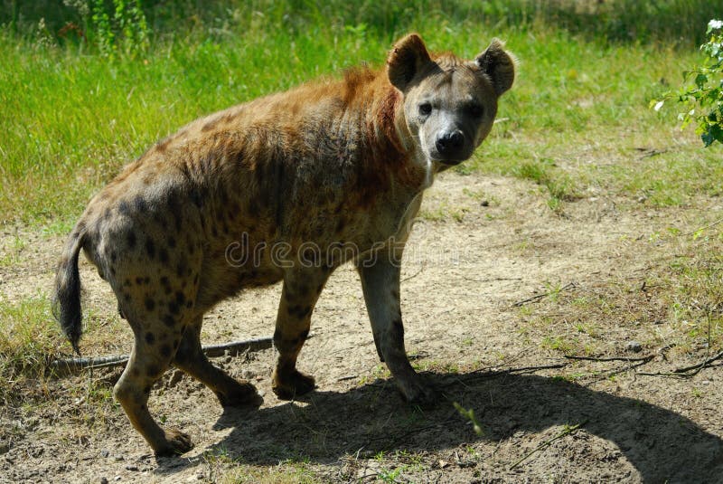 Hyena manchado fotografía de archivo Hyena manchado fotografía de archivo
