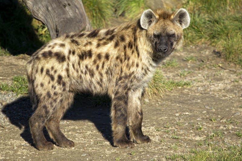 Hyena manchado