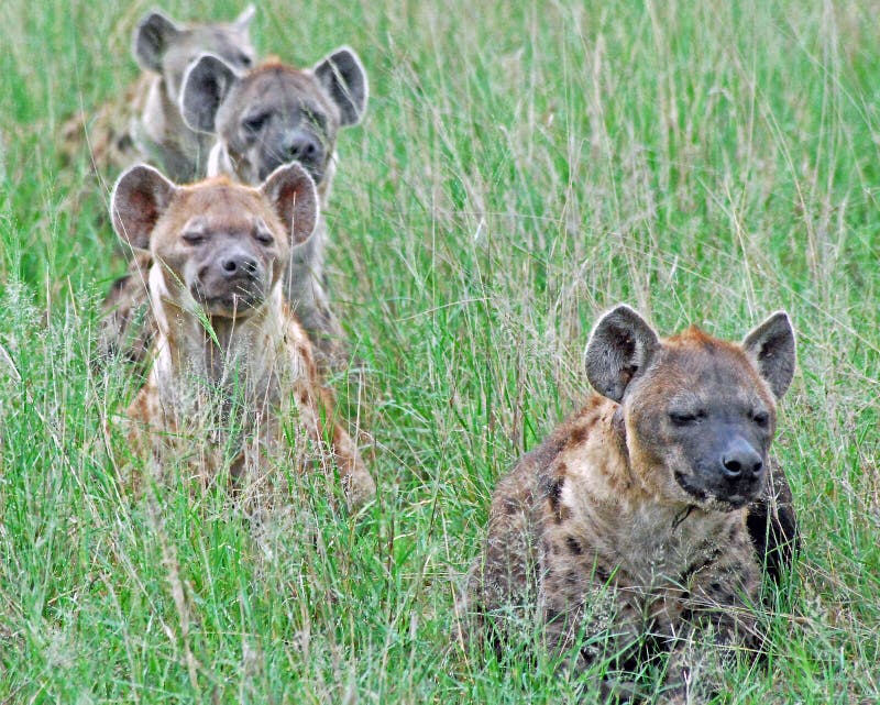 Hyena Pack stock photo. Image of scabengers, travel, hyenas 11847318