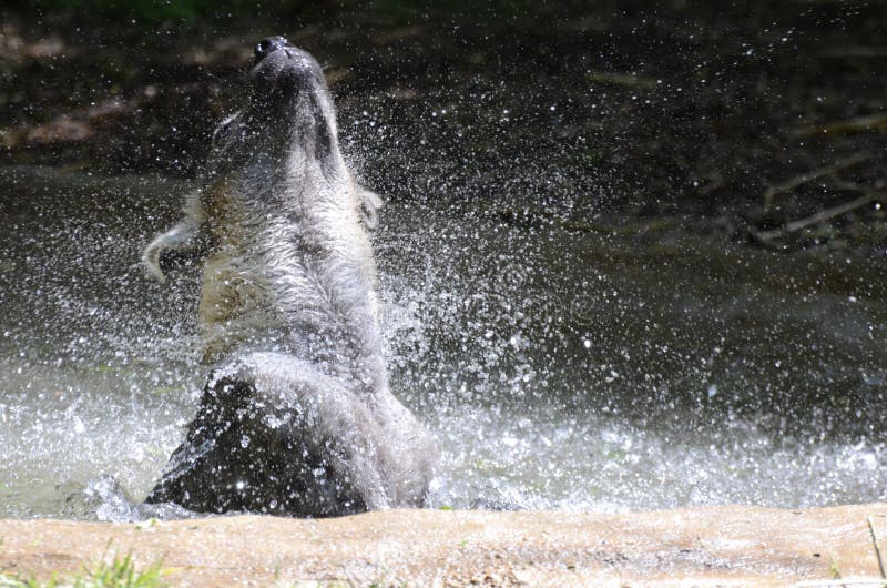 Hyena in pool