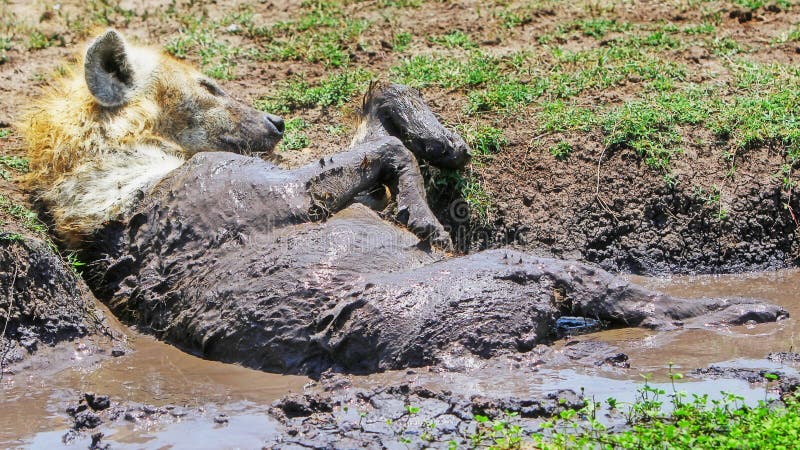 A Hyena rolling in the mud stock image. Image of east - 59506933