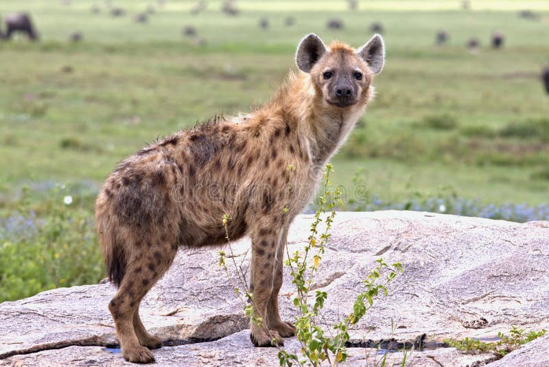 Hyena, Serengeti Plains, Tanzania, Africa