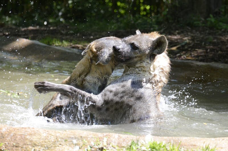 Hyena waterplay