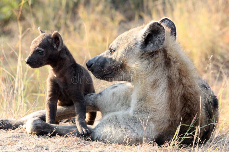 Hyena мати и младенца стоковые изображения rf Hyena мати и младенца стоковые изображения rf