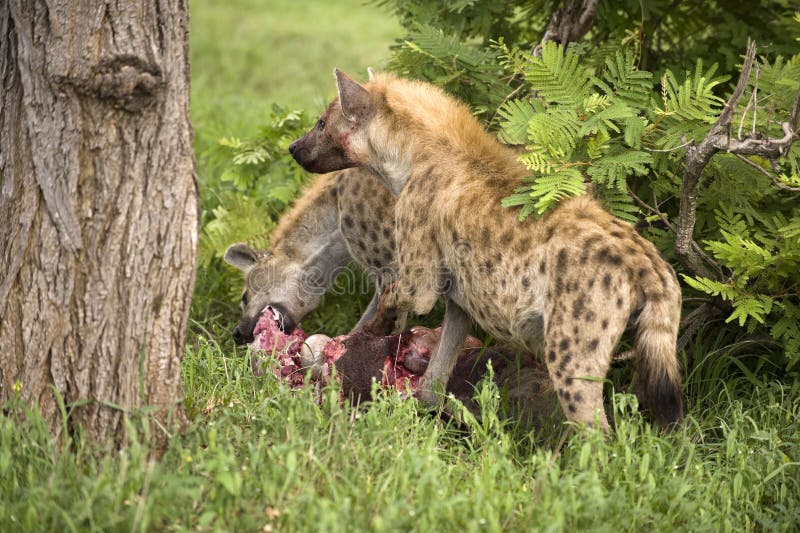 Hyenas are Eating Dead Animal Stock Image - Image of nocturnal, feeding: 7820375 Hyenas are Eating Dead Animal Stock Image - Image of nocturnal, feeding: 7820375