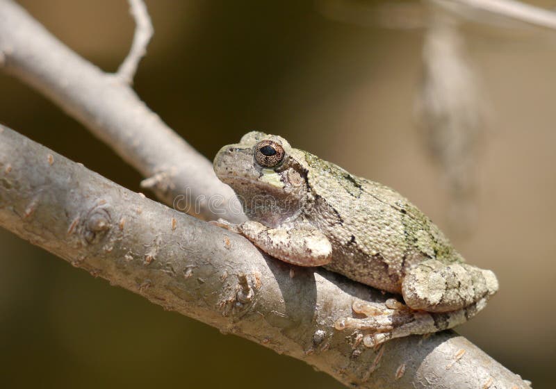 Hyla chrysoscelis