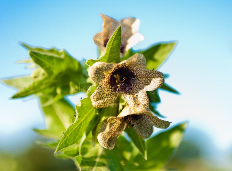 Wild-growing poisonous herb Hyoscyamus. Wild-growing poisonous herb Hyoscyamus