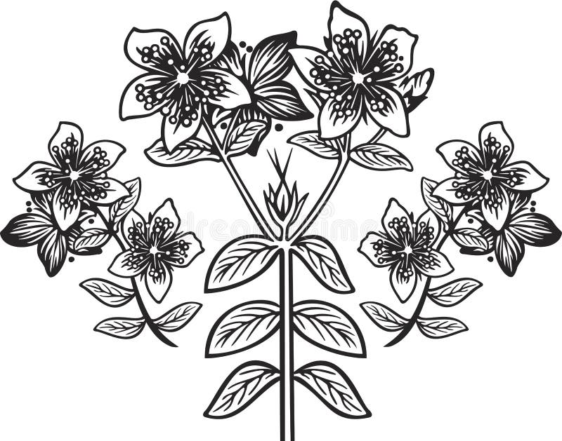 Зверобой рисунок карандашом