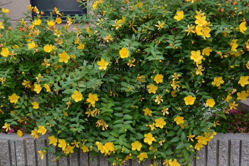 Hypericum hidcote