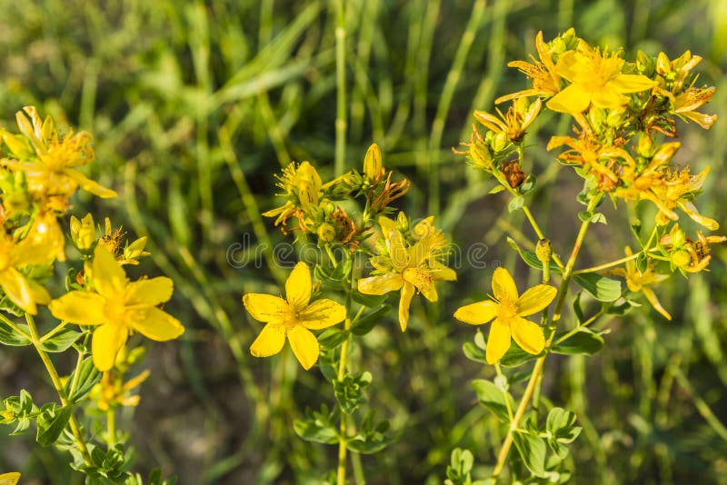 Hypericum perforatum, perforate St John s-wort, common Saint John s wort, St John s wort.