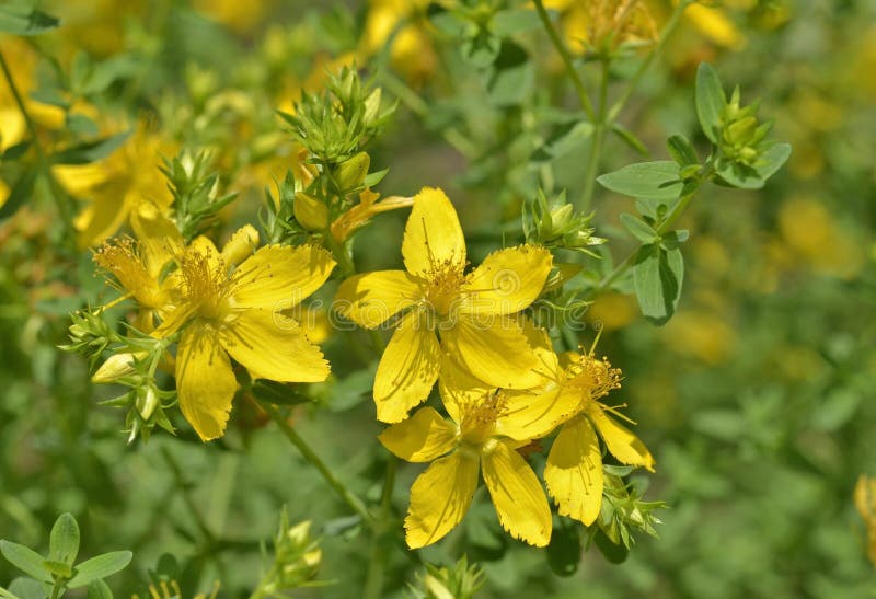 Hypericum perforatum