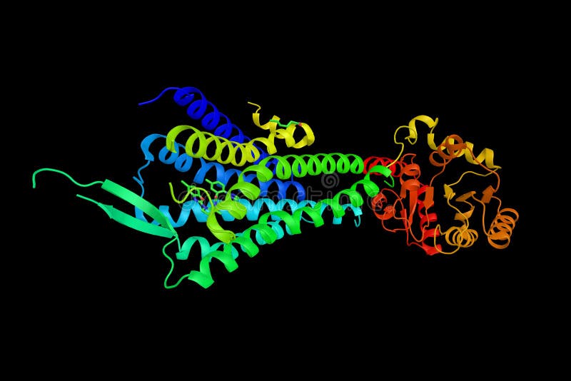 Hypocretin (orexin) receptor 2, a G-protein coupled receptor expressed exclusively in the brain. Involved in the central feedback mechanism that regulates feeding behaviour.