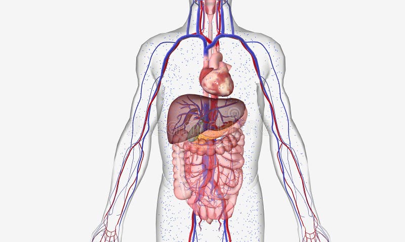 Anatomical Levels Body Stock Illustrations 24 Anatomical Levels Body anatomical-levels-body-stock-illustrations-24-anatomical-levels-body