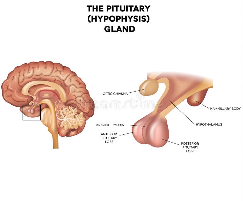 Hypophysis, Pituitary gland