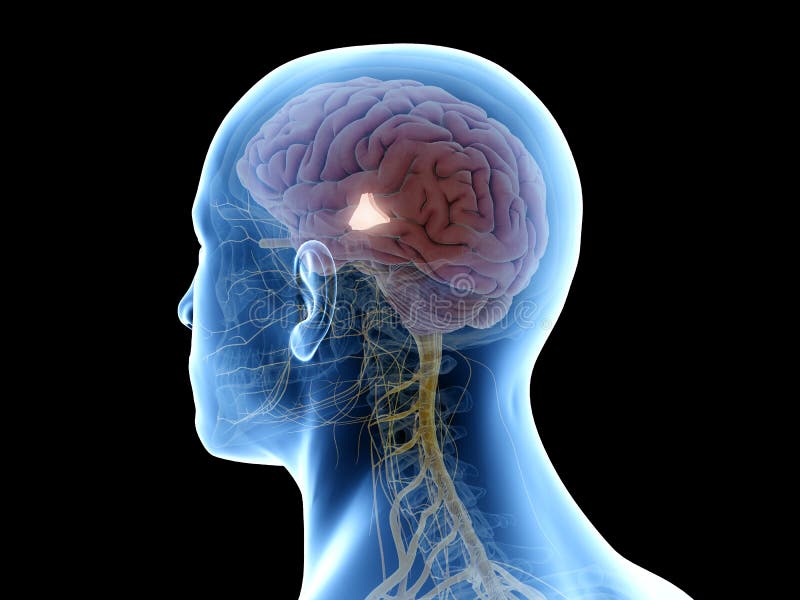 Hypothalamus Vector Illustration. Labeled Diagram With Brain Part