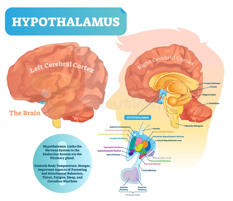 Hypothalamus vector illustration. Labeled diagram with brain part structure vector illustration Hypothalamus vector illustration. Labeled diagram with brain part structure vector illustration