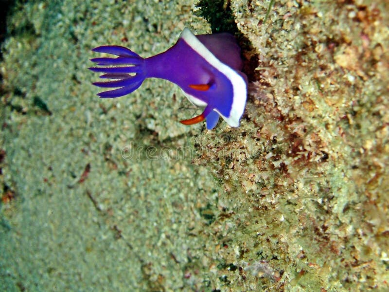 Hypselodoris bullockii