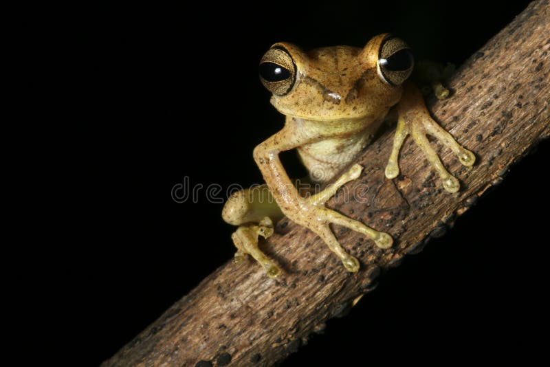 Hypsiboans faciatus stockfoto Hypsiboans faciatus stockfoto