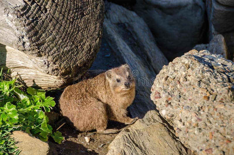 Hyracoidea del capo che si scalda sulla roccia nel parco nazionale di Tsitsikamma nel Sudafrica immagine stock Hyracoidea del capo che si scalda sulla roccia nel parco nazionale di Tsitsikamma nel Sudafrica immagine stock
