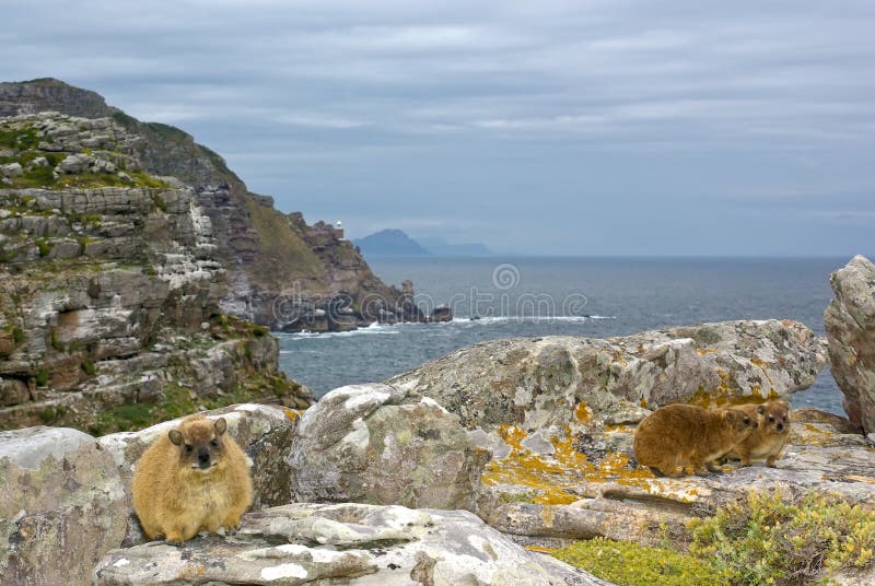 Hyrax di roccia africano - dassy su buona speranza del capo fotografia stock libera da diritti Hyrax di roccia africano - dassy su buona speranza del capo fotografia stock libera da diritti