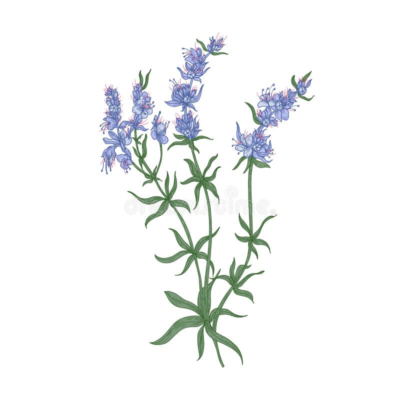 Hyssopblommor eller inflorescences som isoleras på vit bakgrund Detaljerad teckning av den örtartade lösa aromatiska perennen royaltyfri illustrationer