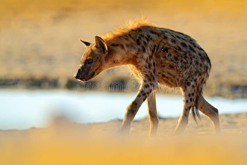 Hyène repérée, crocuta de Crocuta, animal fâché près du trou d'eau, beau coucher du soleil égalisant Comportement animal de natur photographie stock Hyène repérée, crocuta de Crocuta, animal fâché près du trou d'eau, beau coucher du soleil égalisant Comportement animal de natur photographie stock