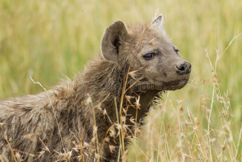 Hyène repérée dans l'herbe de la savane photographie stock Hyène repérée dans l'herbe de la savane photographie stock