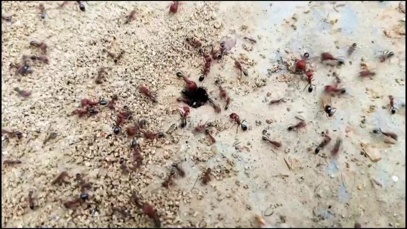 Há muitas formigas neste vídeo. pequenas formigas grandes feitas em casa