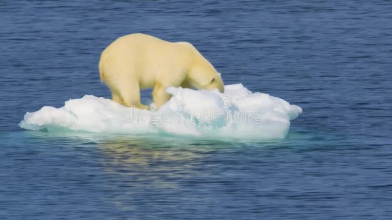 Hábitat vulnerable : un oso polar en una plataforma de hielo fragmentada en medio del calentamiento global libre illustration