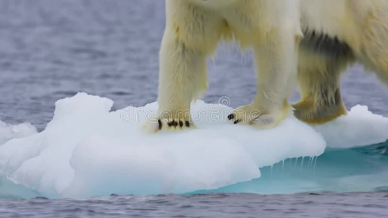 Hábitat vulnerable : un oso polar en una plataforma de hielo fragmentada en medio del calentamiento global libre illustration