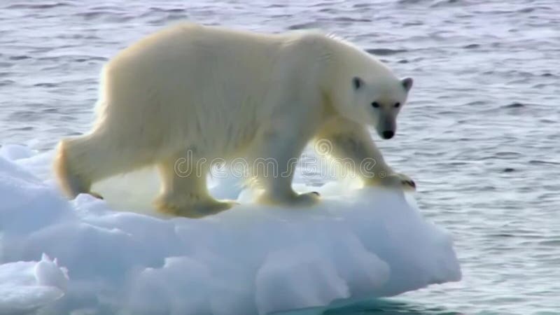 Hábitat vulnerable : un oso polar en una plataforma de hielo fragmentada en medio del calentamiento global ilustración del vector