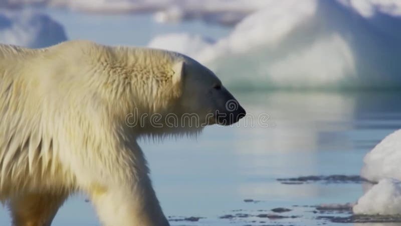 Hábitat vulnerable : un oso polar en una plataforma de hielo fragmentada en medio del calentamiento global libre illustration