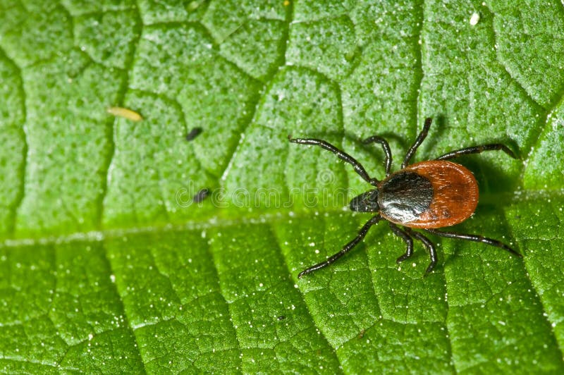 Häckchen auf Blatt. Ixodes Ricinus. lizenzfreies stockbild Häckchen auf Blatt. Ixodes Ricinus. lizenzfreies stockbild