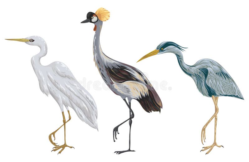 Hägerfågeluppsättning Marsh Fauna Isolerade beståndsdelar royaltyfri illustrationer Hägerfågeluppsättning Marsh Fauna Isolerade beståndsdelar royaltyfri illustrationer