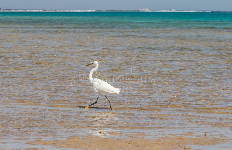Hägerjakterna fiskar på kusterna av Röda havet Egypten Sharm-el-Sheikh