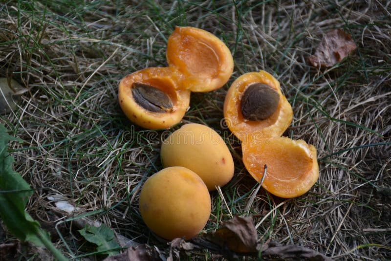 Hälften von gelben Aprikosen stockfoto Hälften von gelben Aprikosen stockfoto