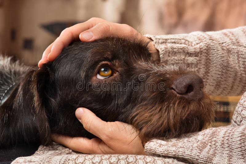 Hände des Eigentümers einen Hund streichelnd lizenzfreies stockbild Hände des Eigentümers einen Hund streichelnd lizenzfreies stockbild