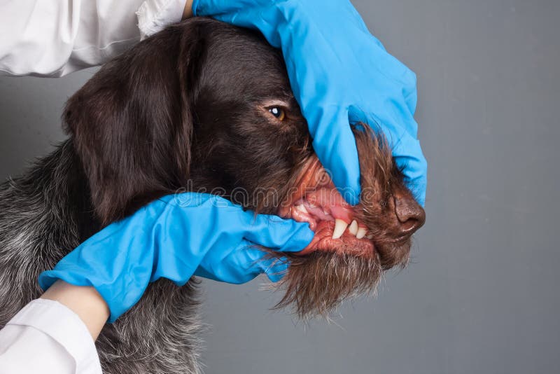 Hände des Tierarztes Zähne des Hundes überprüfend lizenzfreie stockfotografie Hände des Tierarztes Zähne des Hundes überprüfend lizenzfreie stockfotografie