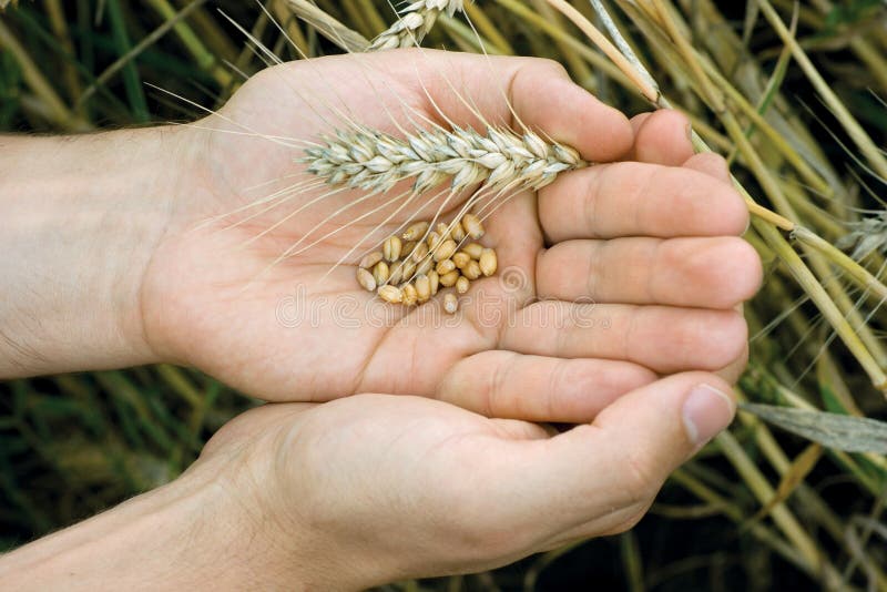 Man hands with wheat grains and spica. Man hands with wheat grains and spica